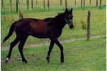 speed pine3.jpg (50492 Byte)